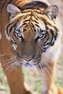 tigre indochina