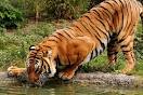 tigre de indochina