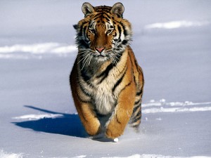 tigre siveriano