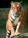 tigre del sur de china