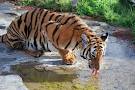 tigre indochina