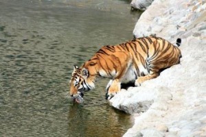 tigre tomando agua