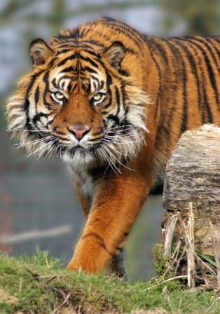 tigre de frente