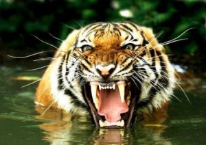 boca tigre