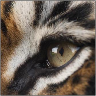 ojo tigre