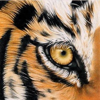 ojos de tigre