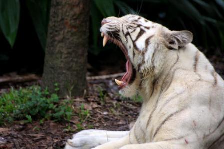 boca tigre blanco