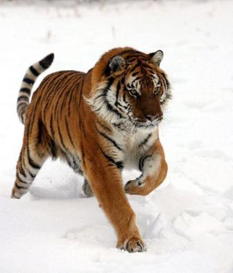 tigre nieve