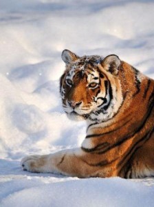 tigre nieve
