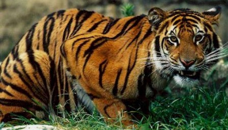 fotografia de tigre de bengala