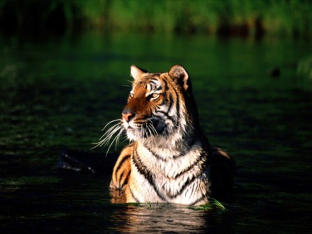 tigre de bengala nadando