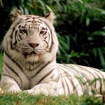 tigre de bengala blanco o albino