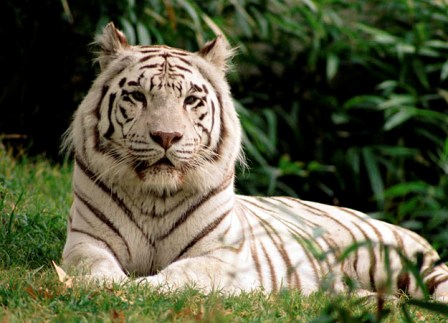 tigre de bengala blanco o albino