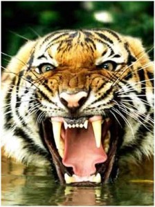 tigre boca