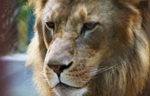 leon vs tigre