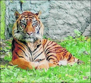 tigre de sumatra
