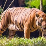 tigre de lado