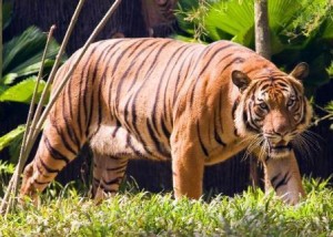tigre de lado