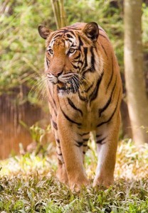 tigre de frente