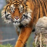 tigre de frente