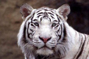 tigre blanco