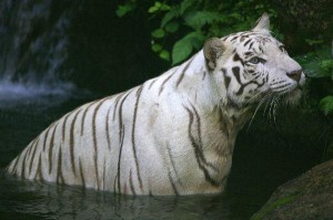 tigre blanco
