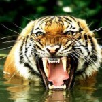 boca tigre