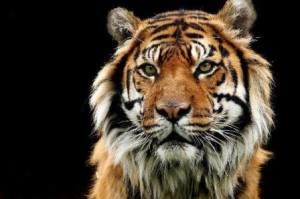 tigre cara