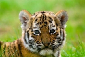 cachorro tigre