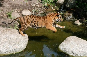 tigre saltando