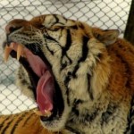 boca perfil tigre