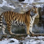 tigre parado