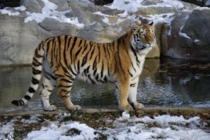 tigre parado