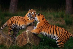 tigres jugando