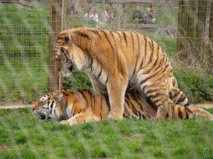 tigres apareandose