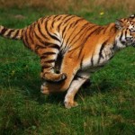 tigre corriendo