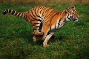 tigre corriendo