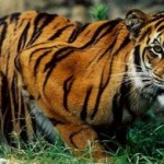 fotografia de tigre de bengala