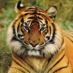 cara de tigre de bengala