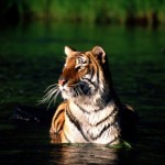 tigre de bengala nadando